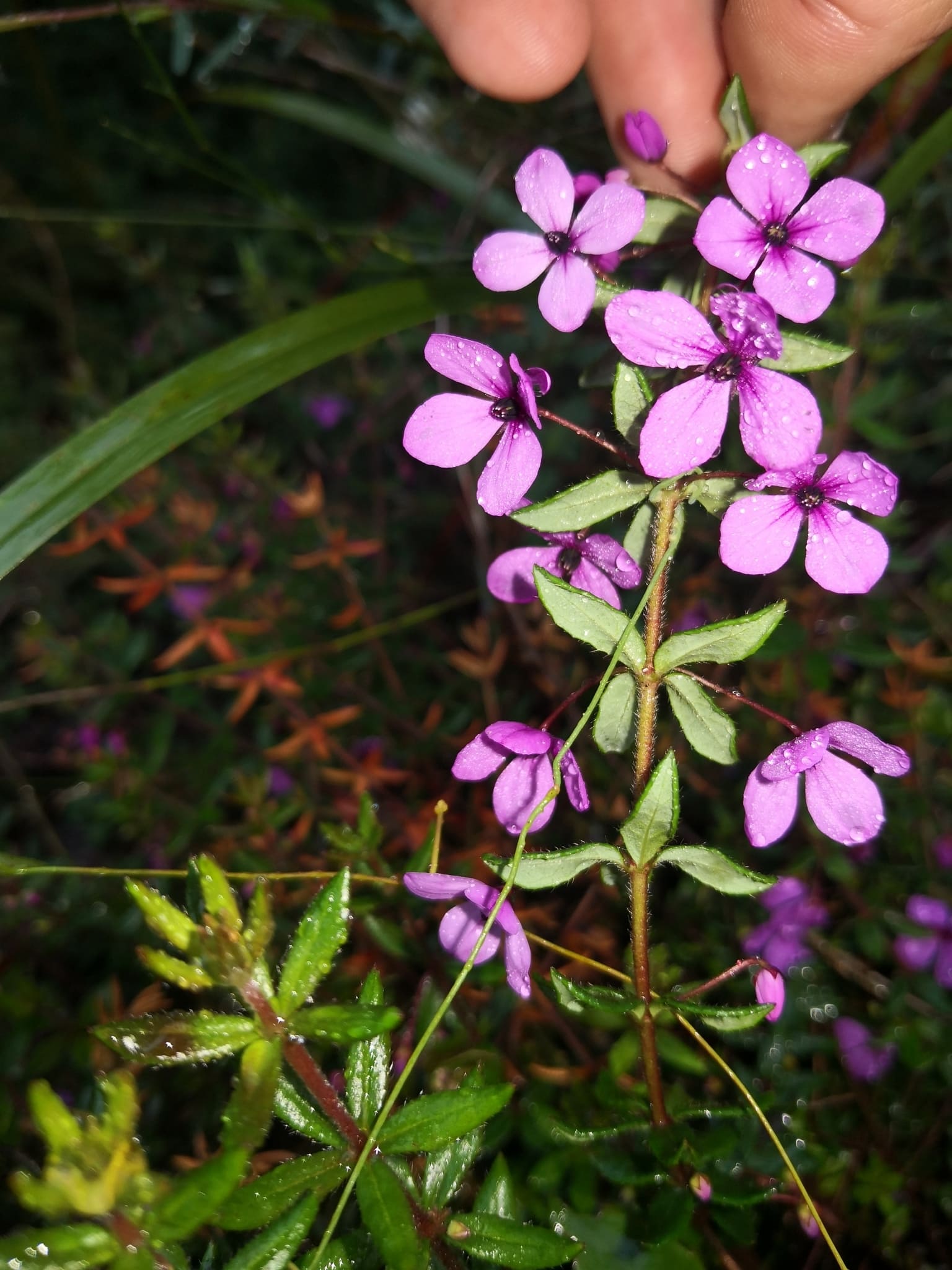 Plantas Nativas Australianas