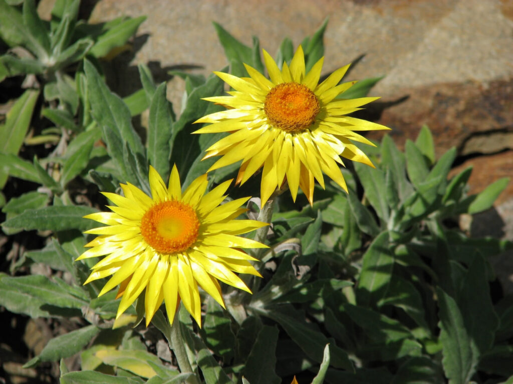 El Monarca Dorado: Transforma tu Jardín con la Dargan Hill Monarch
