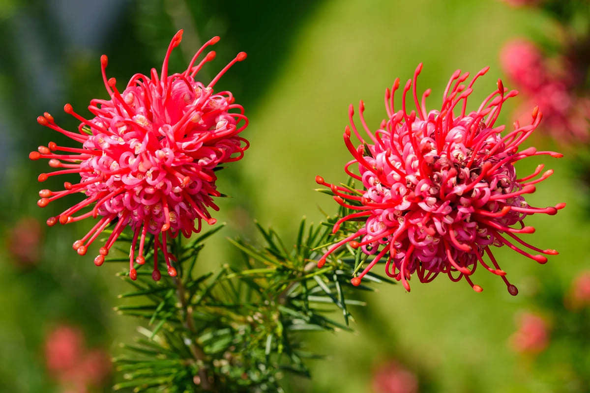 Grevilleas rojas