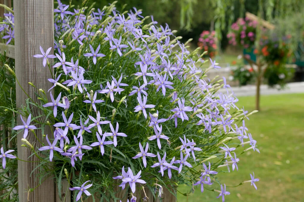 Isotoma axillaris: La Planta Que Transforma Tu Jardín