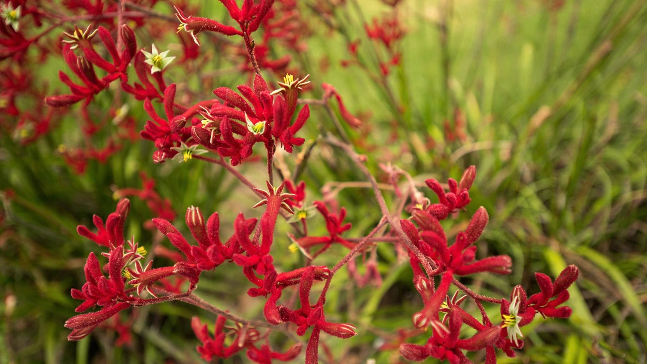 Kangaroo Paw