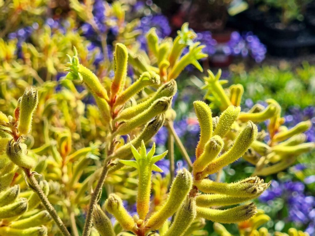Landscape Gold: El Súper Poder de la Pata de Canguro