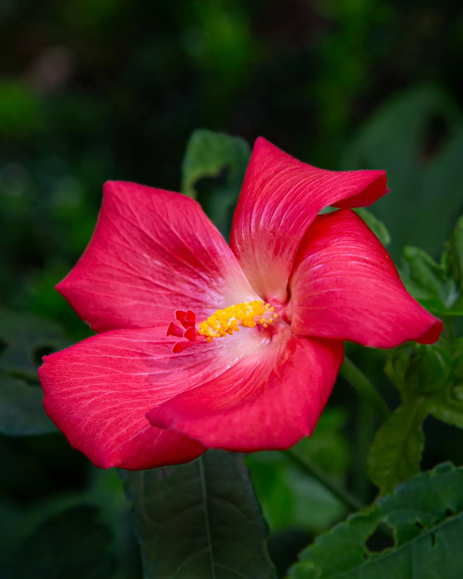 Musk Mallow