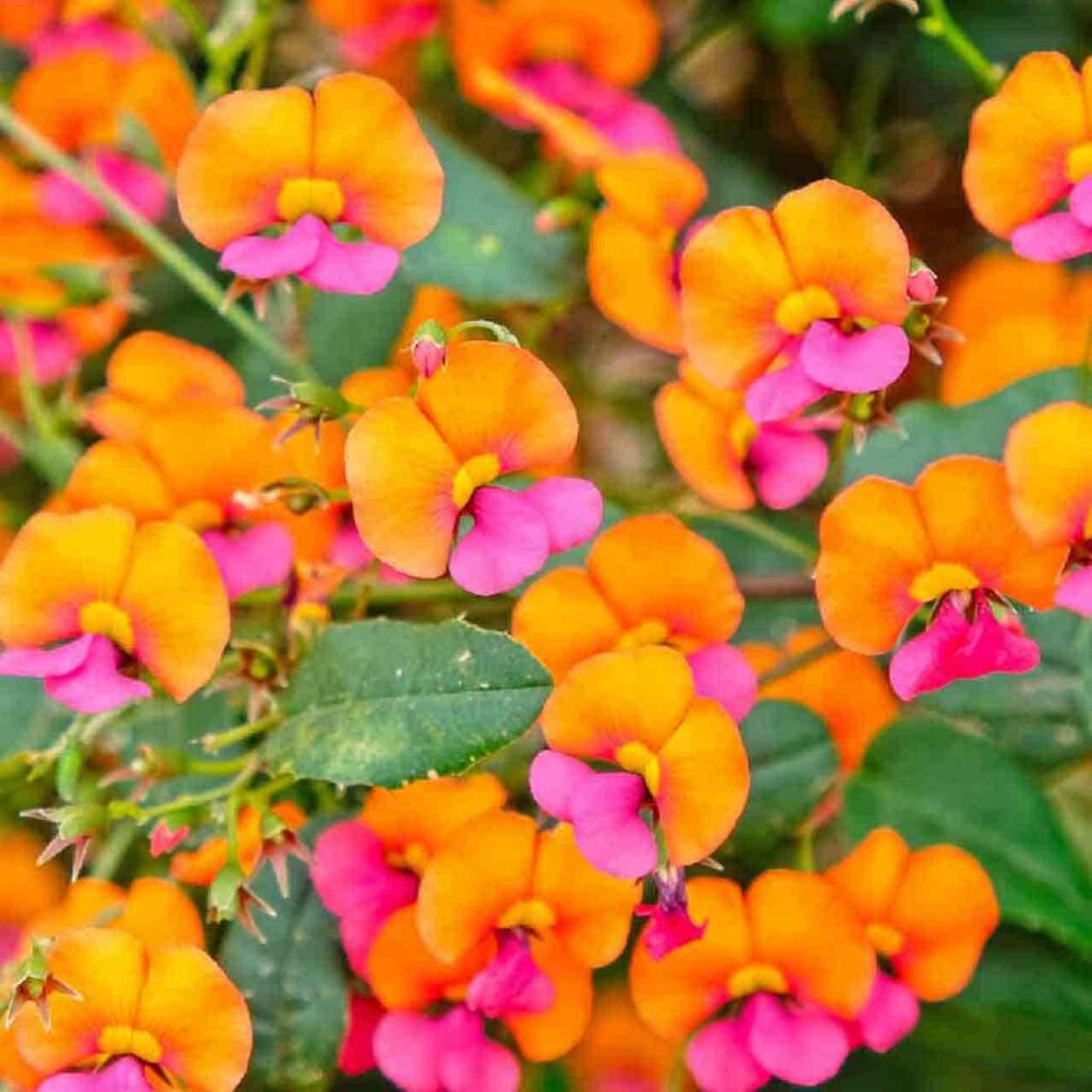 Flores Rojas Australianas para Cada Rincón