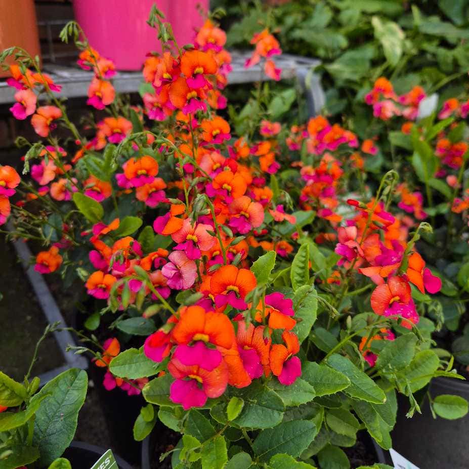 Flores Rojas