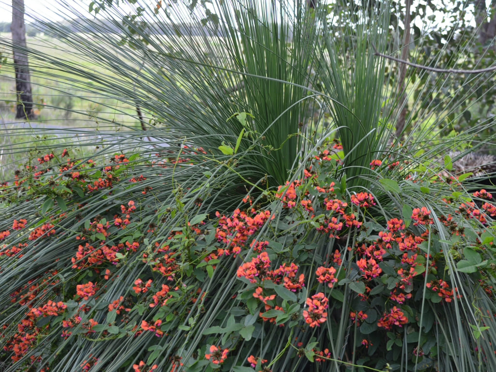 Kennedia coccinea