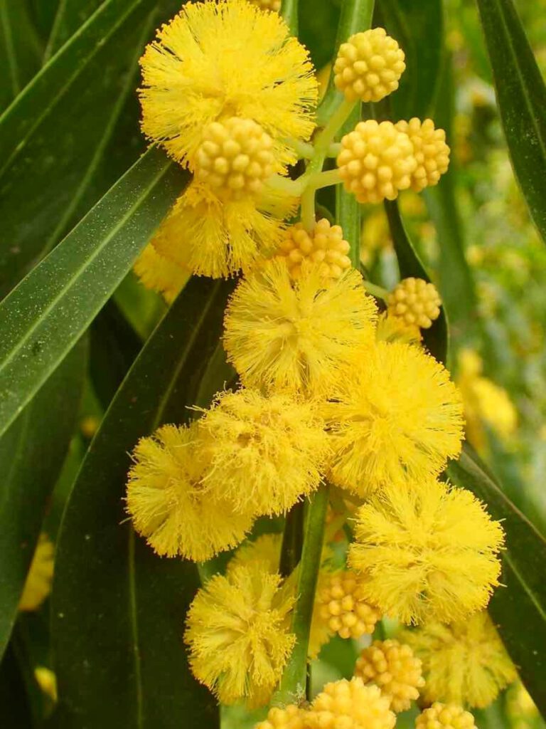Descubriendo el Encanto de las Plantas Nativas Australianas