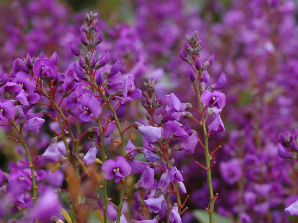 Flores Australiana
