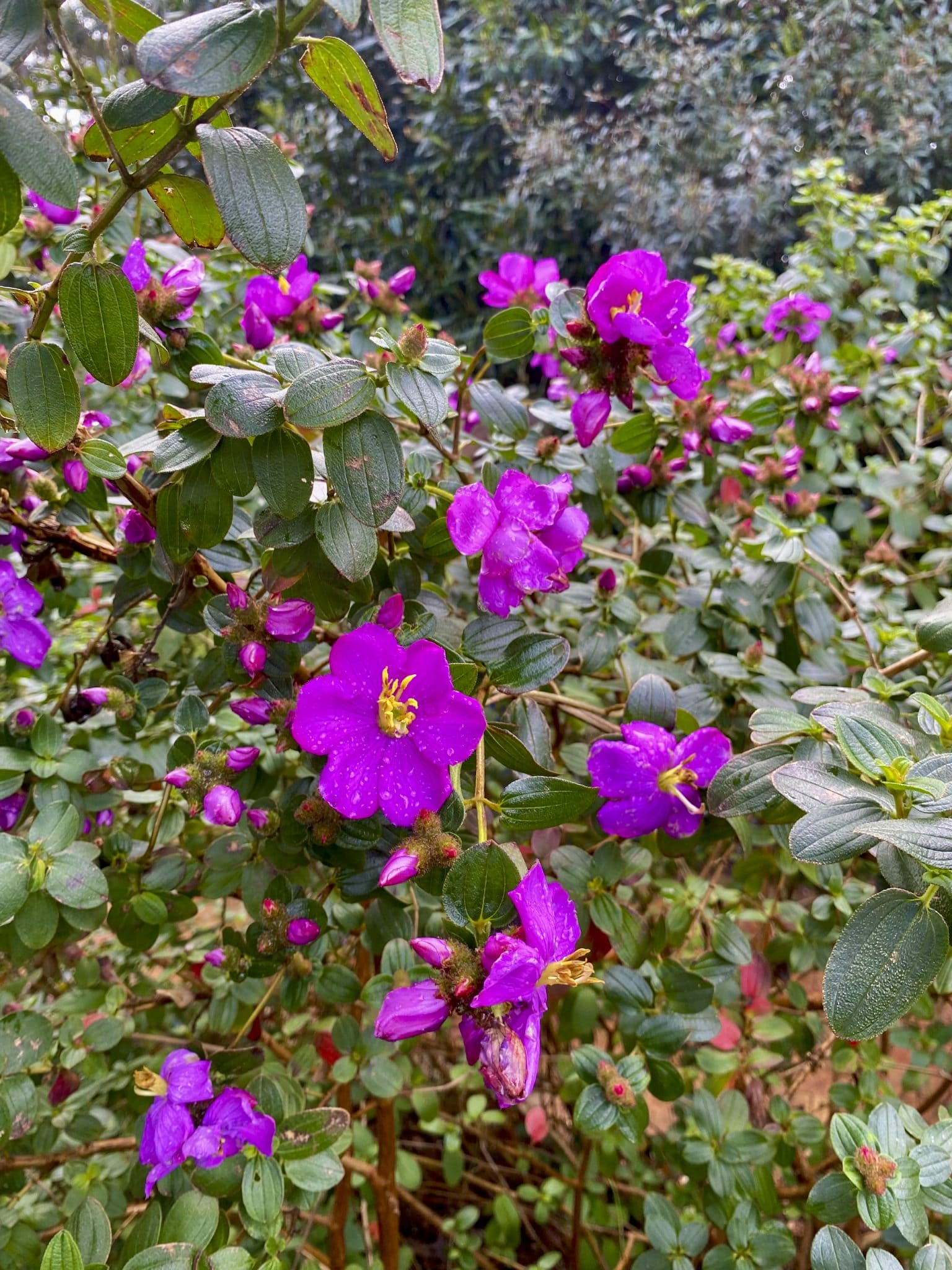 Melastoma Affine