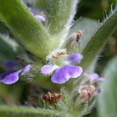 Ajuga Australis