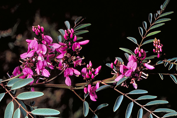 Indigofera Australis