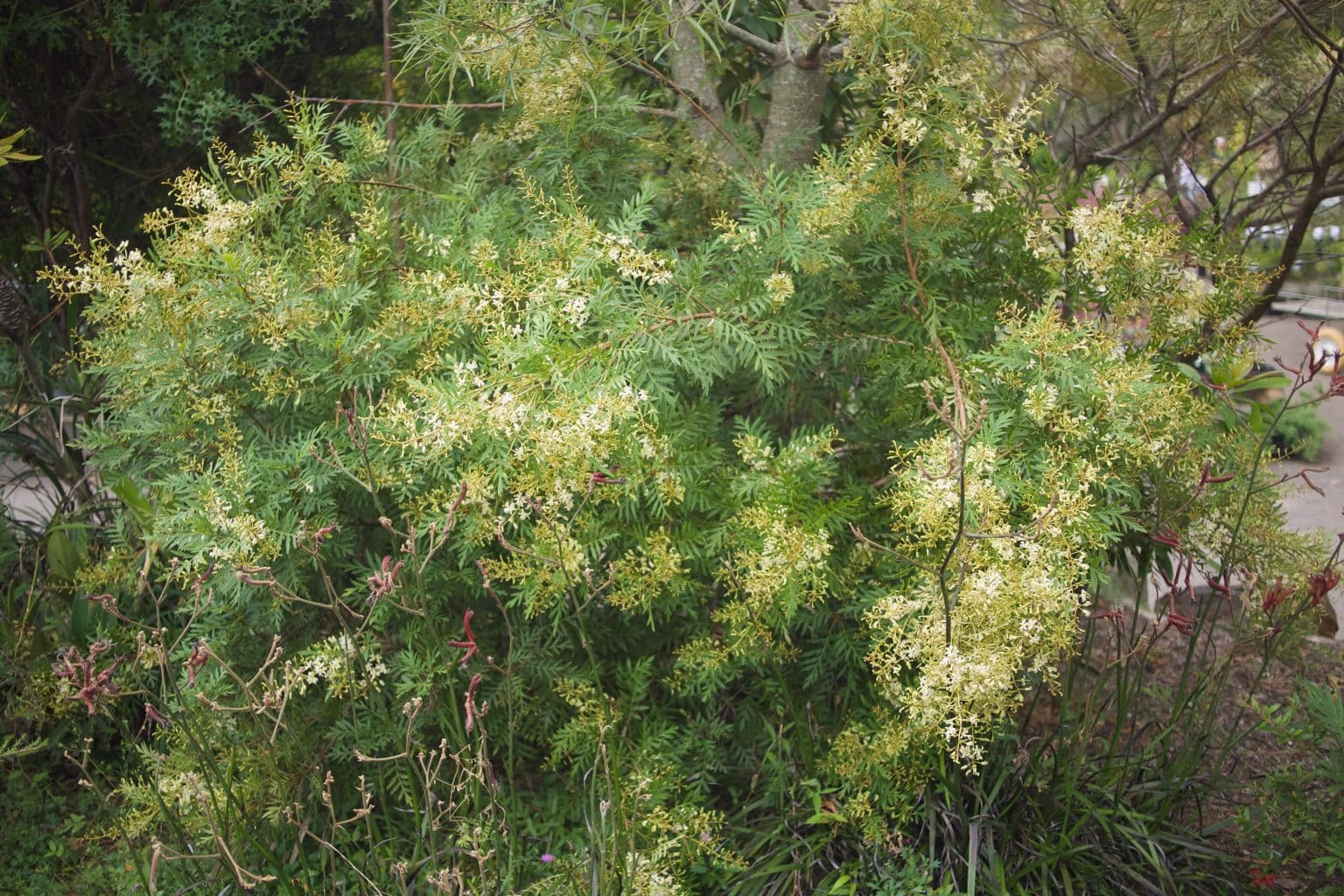 Lomatia Silaifolia