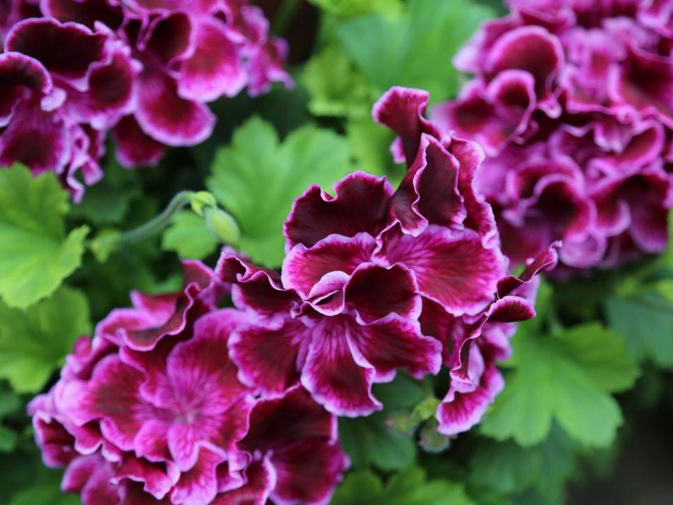 Pelargonios Nativos de Australia: Belleza y Resiliencia