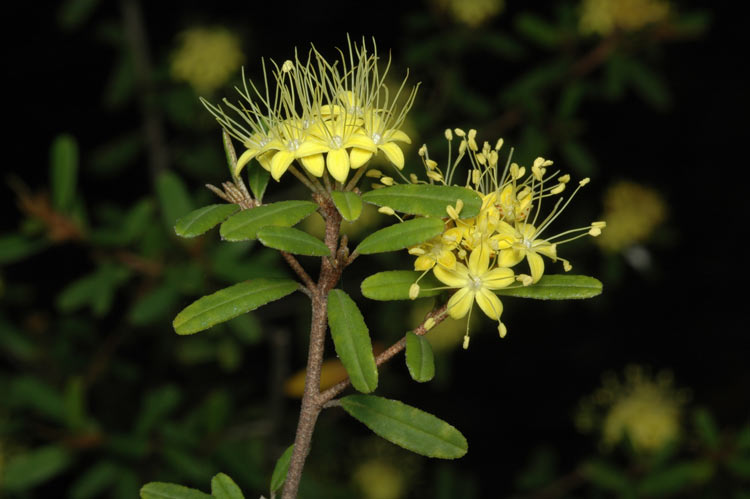 Phebalium