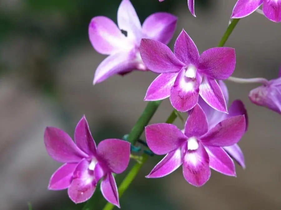 Spathoglottis