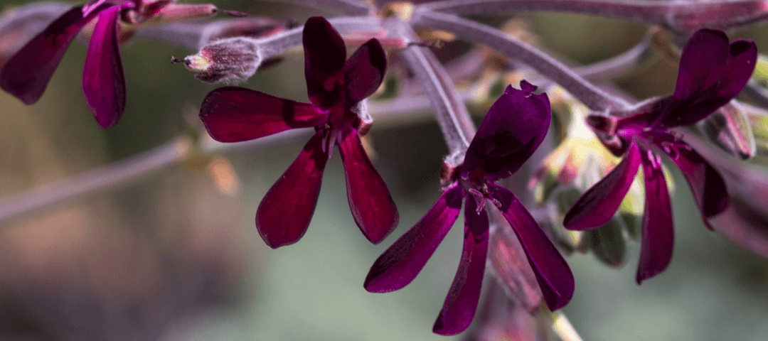 Pelargonios Nativos